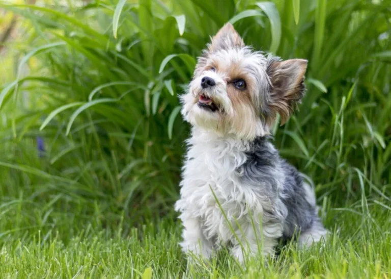 Discover the Best Low Shedding Hypoallergenic Dog Breeds for Apartments Discover the Best Low Shedding Hypoallergenic Dog Breeds for Apartments