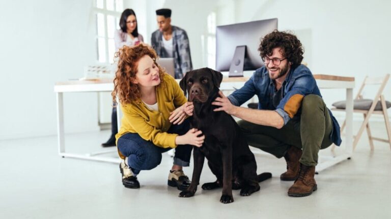 4 Reasons Why It’s amazing to Bringing Your Dog to Work 4 Reasons Why It’s amazing to Bringing Your Dog to Work