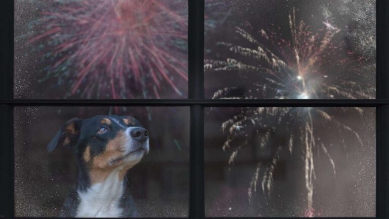 Fourth of July Fireworks: 8 Ultimate Ways to Ease Your Dog’s Fear Fourth of July Fireworks: 8 Ultimate Ways to Ease Your Dog’s Fear