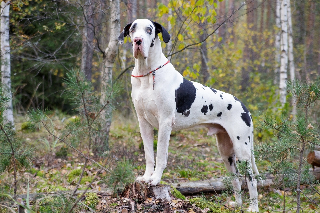 Giant Dog Breed