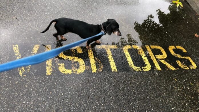 Train Your Dog To Greet Visitors Calmly