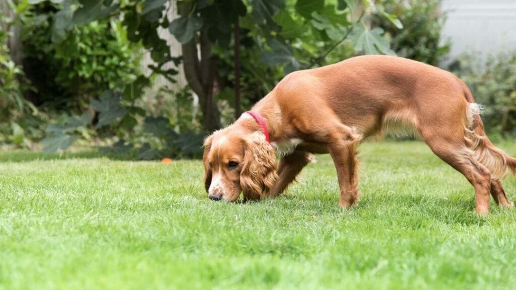 Scent Training for Dogs