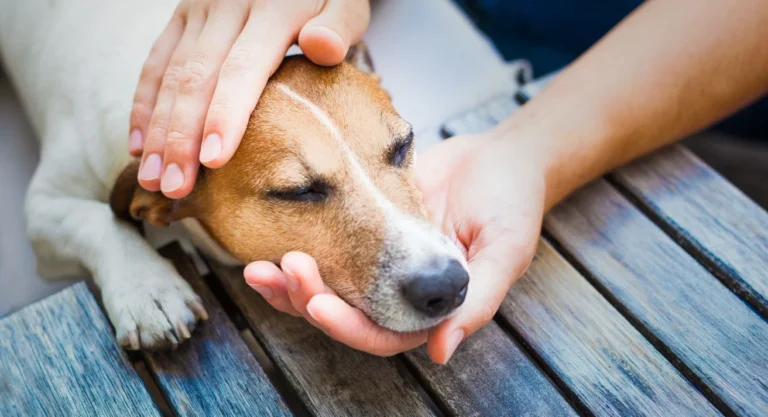 Calming Canines: Effective Natural Remedies for Dog Anxiety During Thunderstorms Calming Canines: Effective Natural Remedies for Dog Anxiety During Thunderstorms