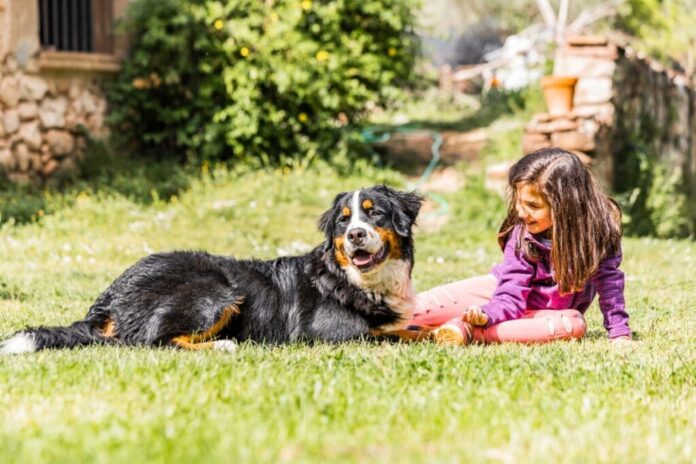 Train Your Bernese Mountain Dog Puppy to Sit