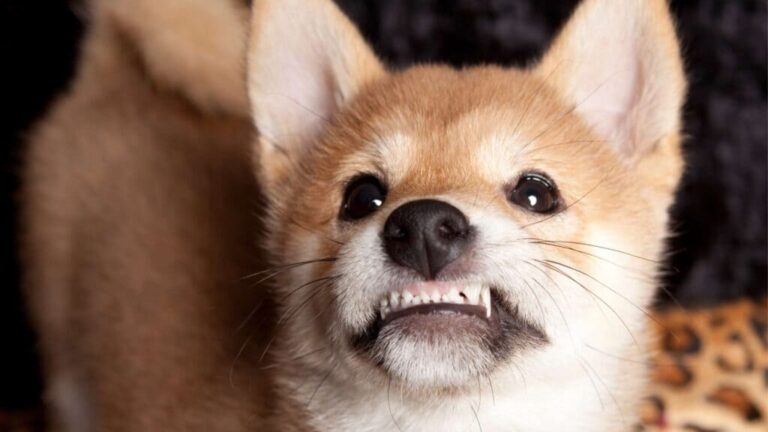 The Mystery of Teeth Grinding in Dogs Unveiled The Mystery of Teeth Grinding in Dogs Unveiled