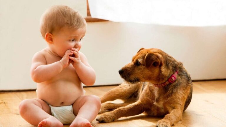 5 Important Roles of Pets in Children’s Cognitive Development 5 Important Roles of Pets in Children’s Cognitive Development