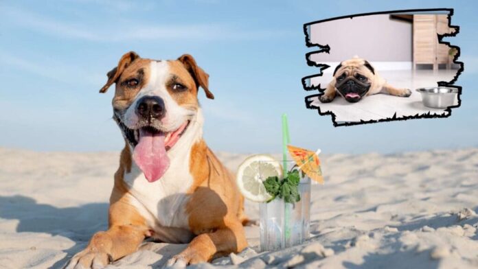 Heat Exhaustion in Dogs