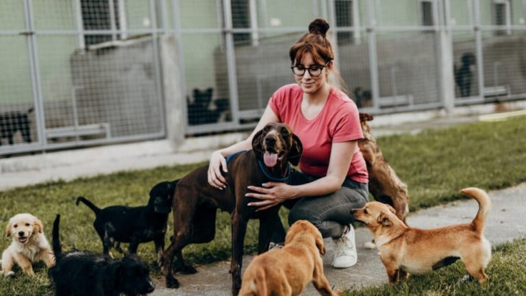 3 Ultimate Reasons Why Every Young Puppy Needs an Older Dog Mentor?