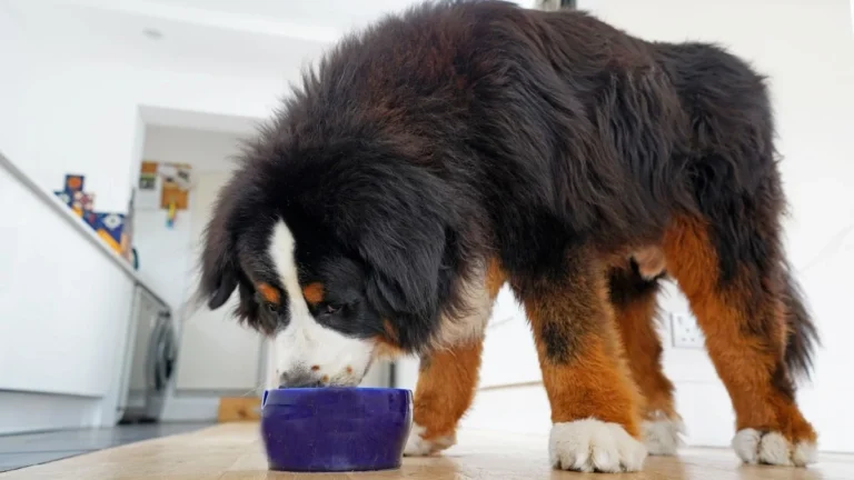 The Ultimate Guide to Choosing the Best Food for Your Bernese Mountain Dog The Ultimate Guide to Choosing the Best Food for Your Bernese Mountain Dog