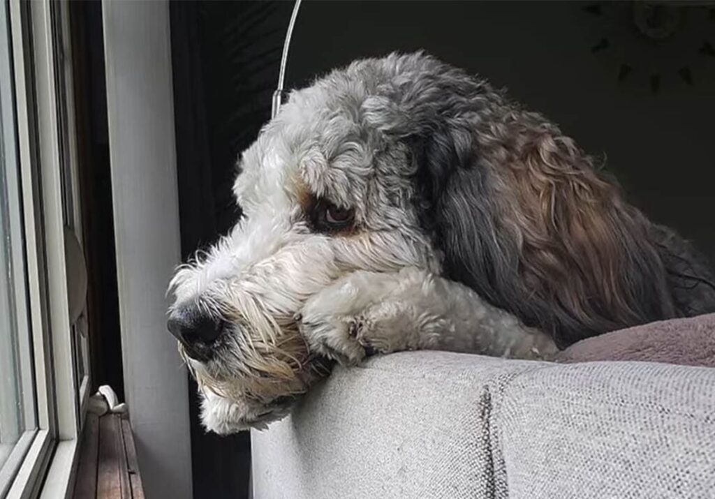 Best dog food for Bernedoodles