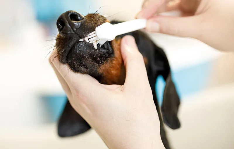 Dog Dental Hygiene