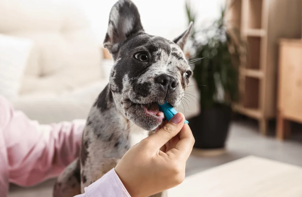 Dog Dental Hygiene