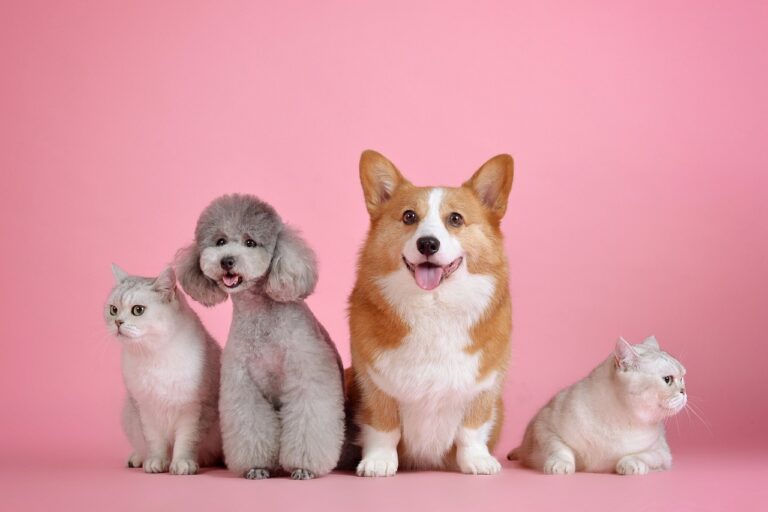 Discover the Top Giant Dog Breeds that are Perfectly Suited for Cats Discover the Top Giant Dog Breeds that are Perfectly Suited for Cats