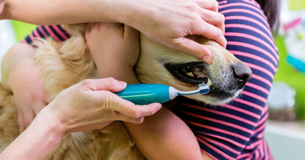 Dog Dental Hygiene