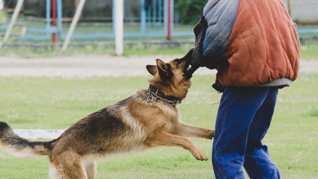 Dog Bite Lawyers houston