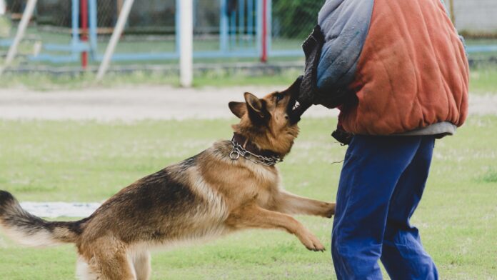 Dog Bite Lawyers houston