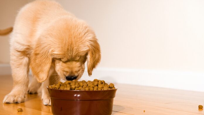 Dog Won't Eat Kibble but Eats Everything Else