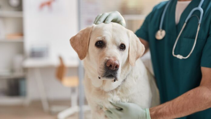 Hookworms in Dogs