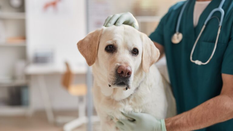 Hookworms in Dogs: Understanding and Treating This Hidden Parasite Hookworms in Dogs: Understanding and Treating This Hidden Parasite