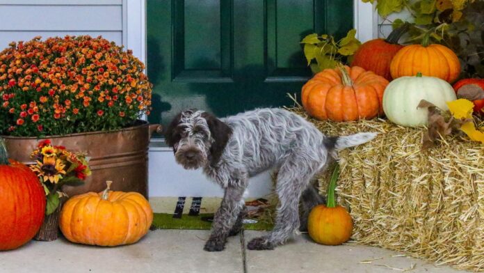 How to Punish Dogs for Pooping in House: Complete Guide