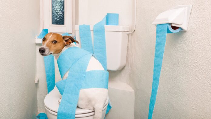 How to Toilet Train a Puppy in 7 Days