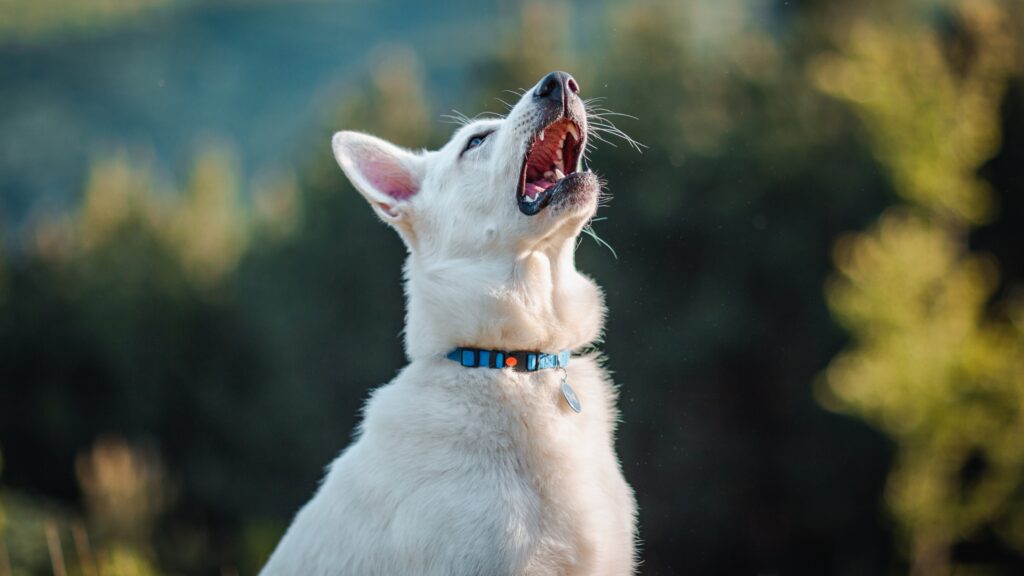 Reverse sneezing in dogs