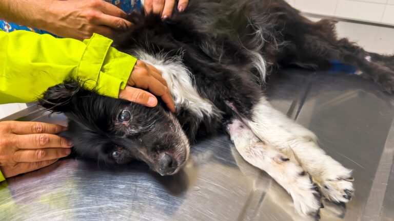 Ten Signs Your Dog Is Dying: Recognizing End-of-Life Symptoms Ten Signs Your Dog Is Dying: Recognizing End-of-Life Symptoms