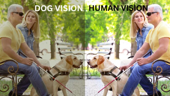 What Colors Can Dogs See