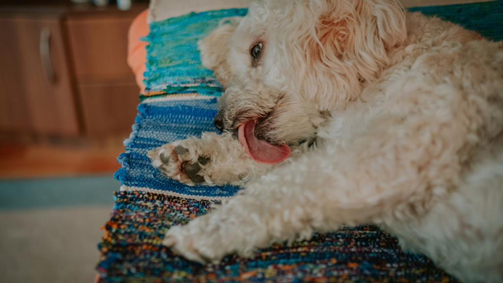 Why Do Dogs Lick Their Paws