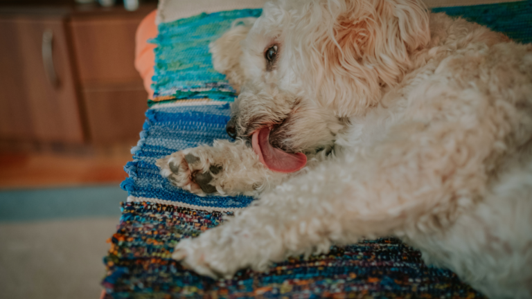 Why Do Dogs Lick Their Paws? Causes, Solutions, and Prevention Why Do Dogs Lick Their Paws? Causes, Solutions, and Prevention