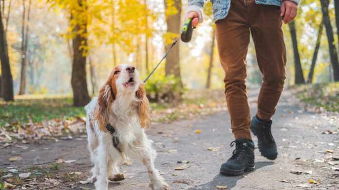 how to get a dog to stop barking