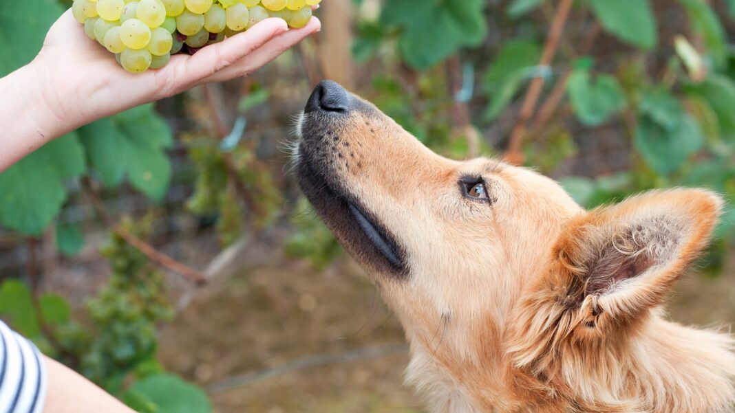 Why are grapes bad for dogs understanding the risks and prevention