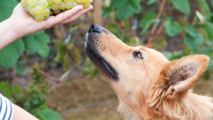 why are Grapes Bad for Dogs