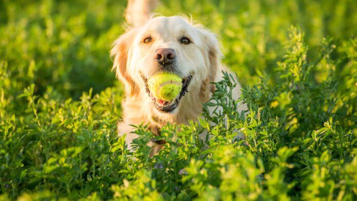 why do Dogs Love Tennis Balls