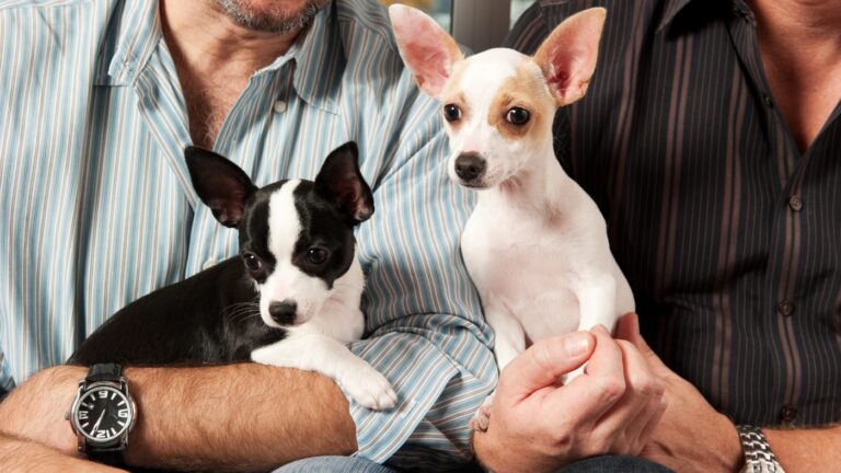 Can Dogs Be Gay? Ultimate Truth About Canine Sexuality and Behaviorr Can Dogs Be Gay? Ultimate Truth About Canine Sexuality and Behaviorr