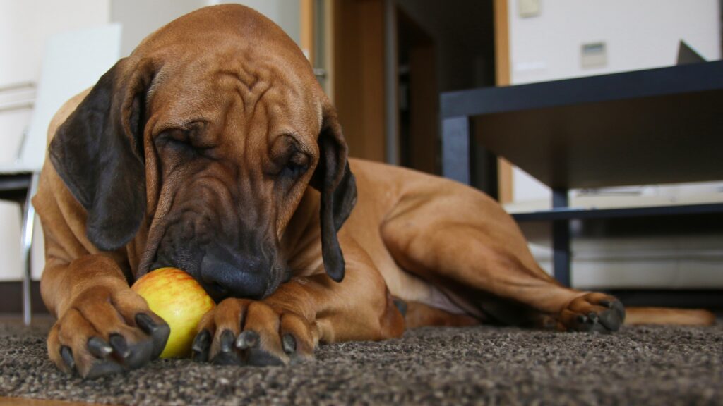 Can Dogs Eat Apples