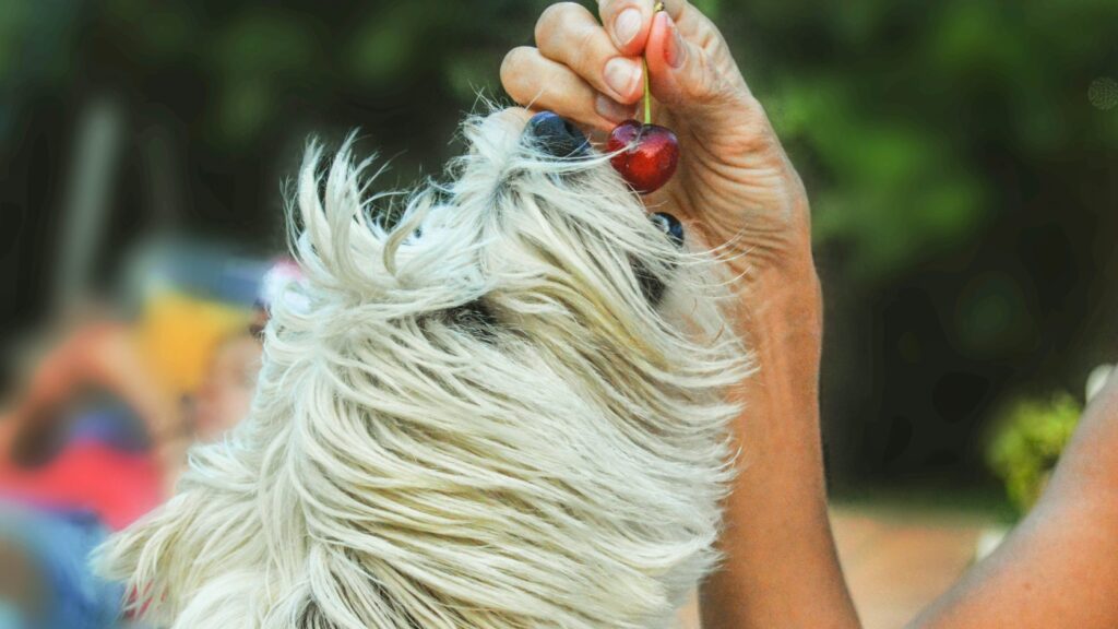 can Dogs Eat Cherries