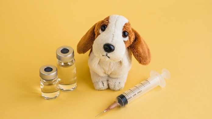 What Vaccines Do Dogs Need for Grooming