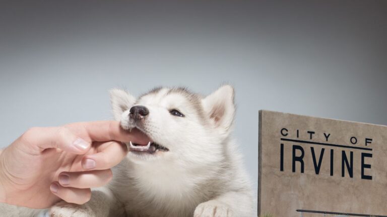 Dog Bite Lawyer Irvine: Protecting Your Rights and Ensuring Maximum Justice Dog Bite Lawyer Irvine: Protecting Your Rights and Ensuring Maximum Justice